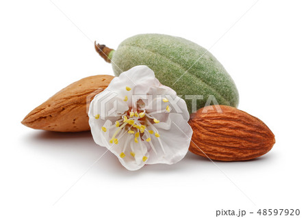 Fresh almonds with flower isolated on white 48597920