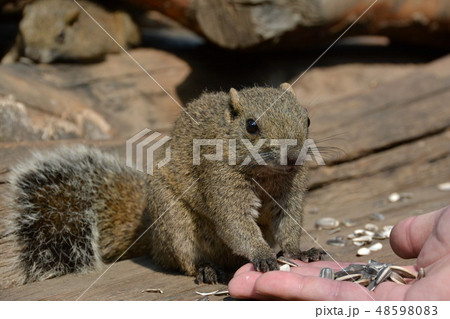 タイワンリス タイワンリス 48598083