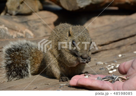 タイワンリス タイワンリス 48598085