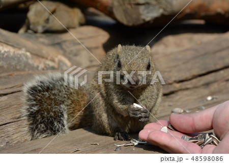 タイワンリス 48598086