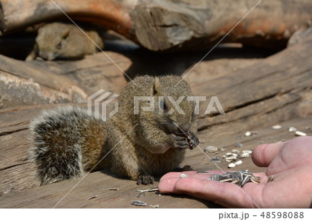 タイワンリス 48598088