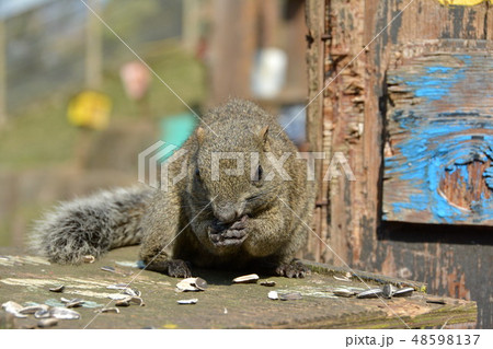 タイワンリス 48598137