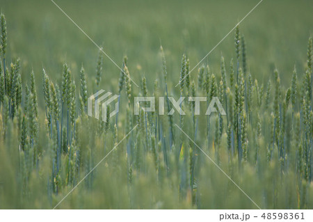 Cereal field as nature background. Cereal field as nature background. 48598361