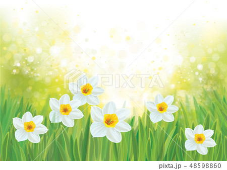 Vector daffodil flowers on spring background. Vector daffodil flowers on spring background. 48598860