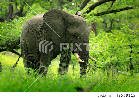 Big elephant walking in the grass with blue sky Big elephant walking in the grass with blue sky 48599115