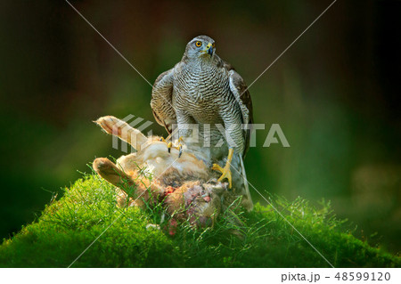 Goshawk, Accipiter gentilis, feeding on hare 48599120