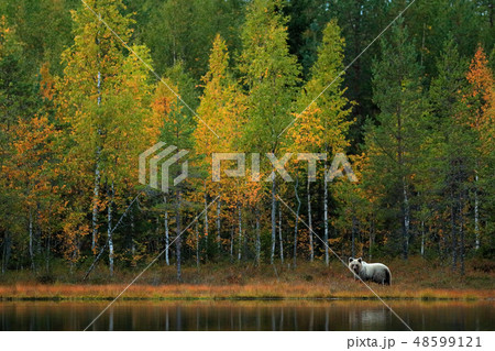 Bear hidden in yellow forest. 48599121