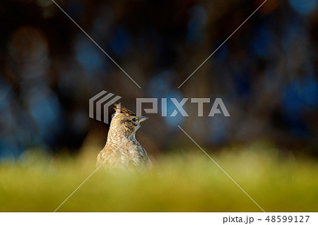 Crested Lark, Galerida cristata, in the grass 48599127