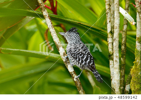 Barred Antshrike, Thamnophilus doliatus 48599142