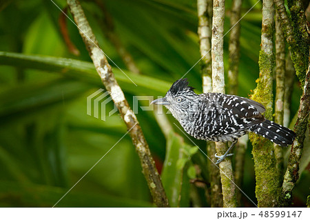 Barred antshrike, Thamnophilus doliatus Barred antshrike, Thamnophilus doliatus 48599147