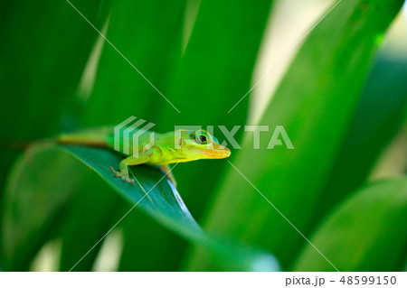 Grenada Richard's tree anole, Anolis richardii 48599150
