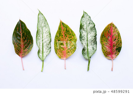 Colorful Aglaonema leaves Isolated on white 48599291