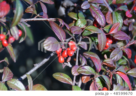 紅紫檀　ベニシタン　花言葉は「変わらぬ愛情」 48599670