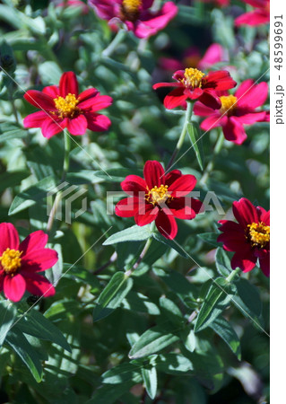 百日草 ジニアプロフュージョン 花言葉は「亡き友をしのぶ」 百日草 ジニアプロフュージョン 花言葉は「亡き友をしのぶ」 48599691