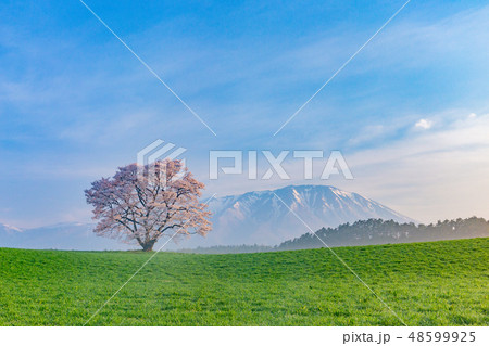 小岩井農場の一本桜 48599925