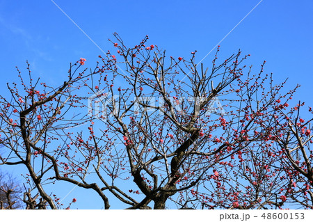 万博記念公園_梅 万博記念公園_梅 48600153