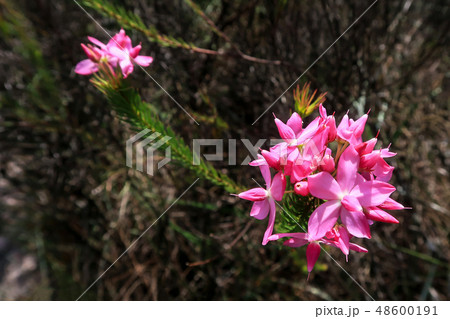 Pink mountain flowers at Cachoeira Da Fumaca, Smoke Waterfall, Vale Do Capao, Chapada Diamantina 48600191