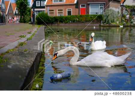 A swan sweaming in small lake A swan sweaming in small lake 48600238