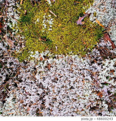 Moss and lichen on old wall Moss and lichen on old wall 48600243