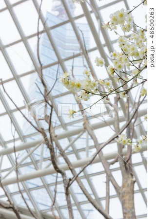 ウメの花 48600263