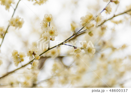 梅の花 梅の花 48600337