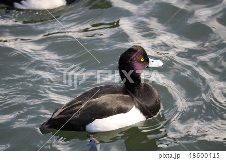 池で泳ぐキンクロハジロ 池で泳ぐキンクロハジロ 48600415