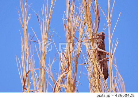 Brown red Locust, Acritidae, short-horned grasshopper on an agricultural cornfield, Chapada Dos Brown red Locust, Acritidae, short-horned grasshopper on an agricultural cornfield, Chapada Dos 48600429