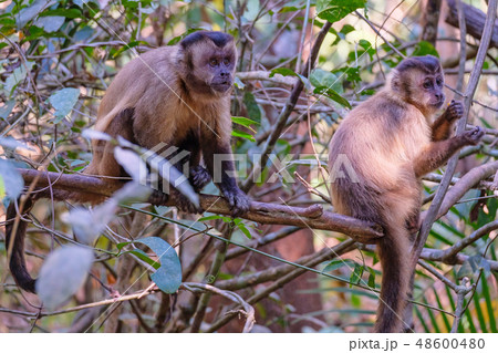 Azaras's Capuchin or Hooded Capuchin, Sapajus Cay, Simia Apella or Cebus Apella, Nobres, Mato Grosso 48600480