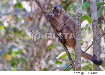 Azaras's Capuchin or Hooded Capuchin, Sapajus Cay, Simia Apella or Cebus Apella, Nobres, Mato Grosso 48600498