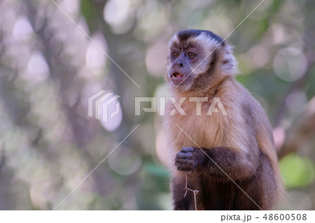 Azaras's Capuchin or Hooded Capuchin, Sapajus Cay, Simia Apella or Cebus Apella, Nobres, Mato Grosso 48600508