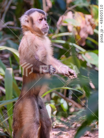 Azaras's Capuchin or Hooded Capuchin, Sapajus Cay, Simia Apella or Cebus Apella, Nobres, Mato Grosso 48600510