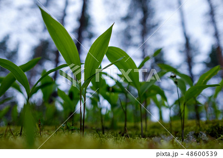 Lilies of valley grow among mosses in the forest. 48600539