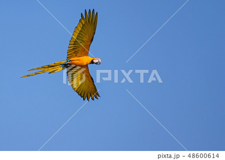 Flying Blue And Yellow Macaw parrot, Ara Ararauna, palm lagoon Lagoa das Araras, Bom Jardim, Nobres 48600614