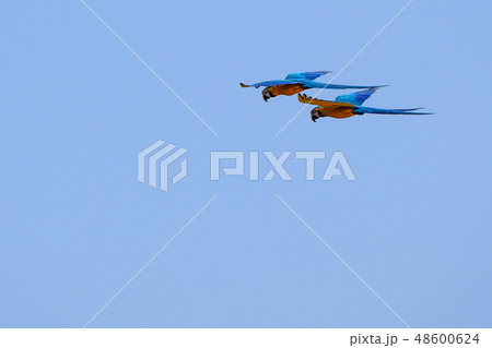 Flying Blue And Yellow Macaw parrot, Ara Ararauna, palm lagoon Lagoa das Araras, Bom Jardim, Nobres 48600624