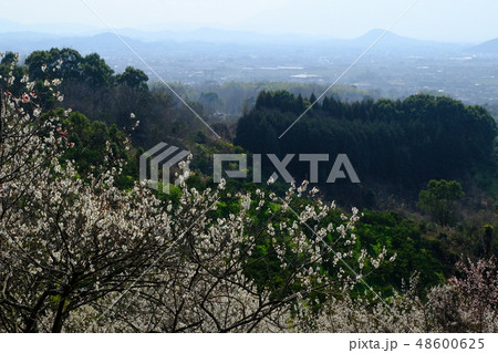 梅と春霞の大和路(奈良県桜井市) 梅と春霞の大和路(奈良県桜井市) 48600625