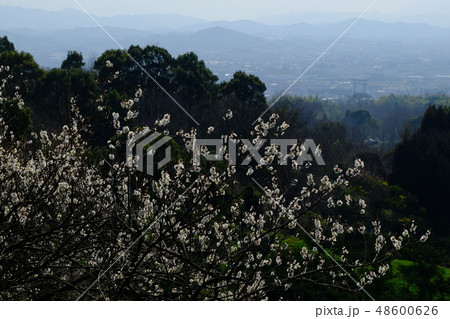 梅と春霞の大和路（奈良県桜井市） 48600626