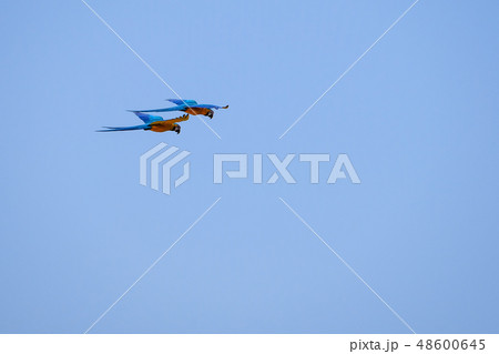 Flying Blue And Yellow Macaw parrot, Ara Ararauna, palm lagoon Lagoa das Araras, Bom Jardim, Nobres 48600645