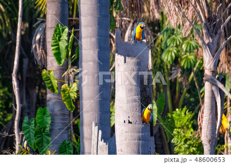 Blue And Yellow Macaw parrot, Ara Ararauna, palm lagoon Lagoa das Araras, Bom Jardim, Nobres, Mato 48600653