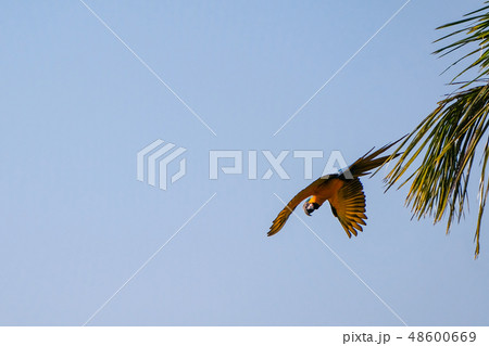 Flying Blue And Yellow Macaw parrot, Ara Ararauna, palm lagoon Lagoa das Araras, Bom Jardim, Nobres Flying Blue And Yellow Macaw parrot, Ara Ararauna, palm lagoon Lagoa das Araras, Bom Jardim, Nobres 48600669