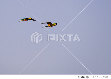A couple of flying Red-bellied Macaw, Orthopsittaca Manilata, Lagoa Das Araras, Bom Jardim, Nobres A couple of flying Red-bellied Macaw, Orthopsittaca Manilata, Lagoa Das Araras, Bom Jardim, Nobres 48600696