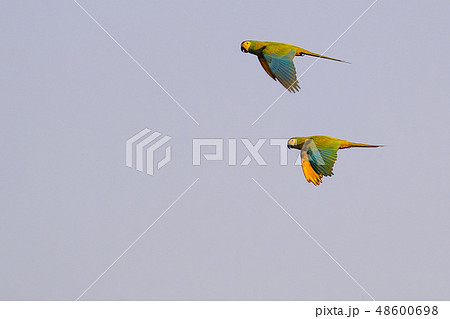 A couple of flying Red-bellied Macaw, Orthopsittaca Manilata, Lagoa Das Araras, Bom Jardim, Nobres 48600698