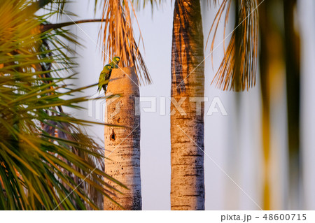 A couple of Red-bellied Macaw, Orthopsittaca Manilata, Lagoa das Araras, Bom Jardim, Nobres, Mato 48600715
