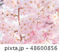 桜　満開 48600856