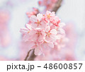 桜　満開　マクロ撮影 48600857