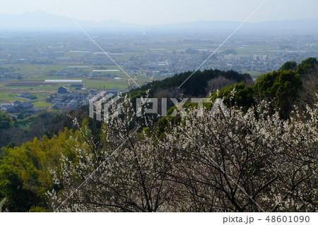 梅と春霞の大和路(奈良県桜井市) 梅と春霞の大和路(奈良県桜井市) 48601090