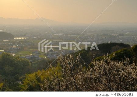 梅と春霞の大和路（奈良県桜井市） 48601093