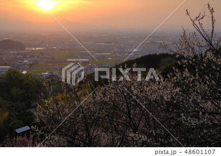 梅と春霞の大和路（奈良県桜井市） 48601107