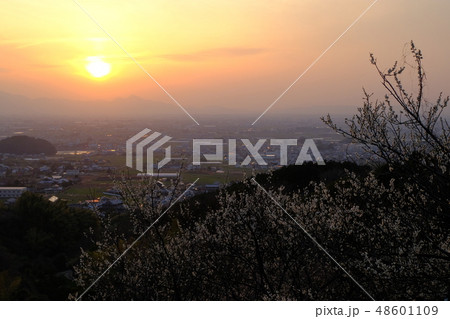 梅と春霞の大和路（奈良県桜井市） 48601109