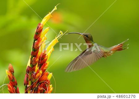 Rrufous-breasted hairy hermit, Glaucis hirsutus 48601270
