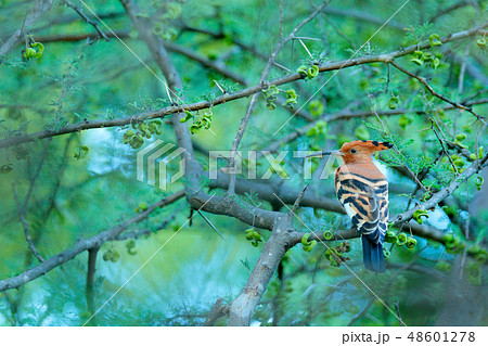 African hoopoe ,Upupa africana, nice orange bird African hoopoe ,Upupa africana, nice orange bird 48601278